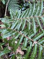 Image of Korean tasselfern