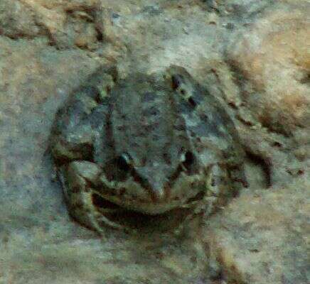 Image of Cretan Frog