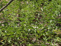 Image of stinging nettle