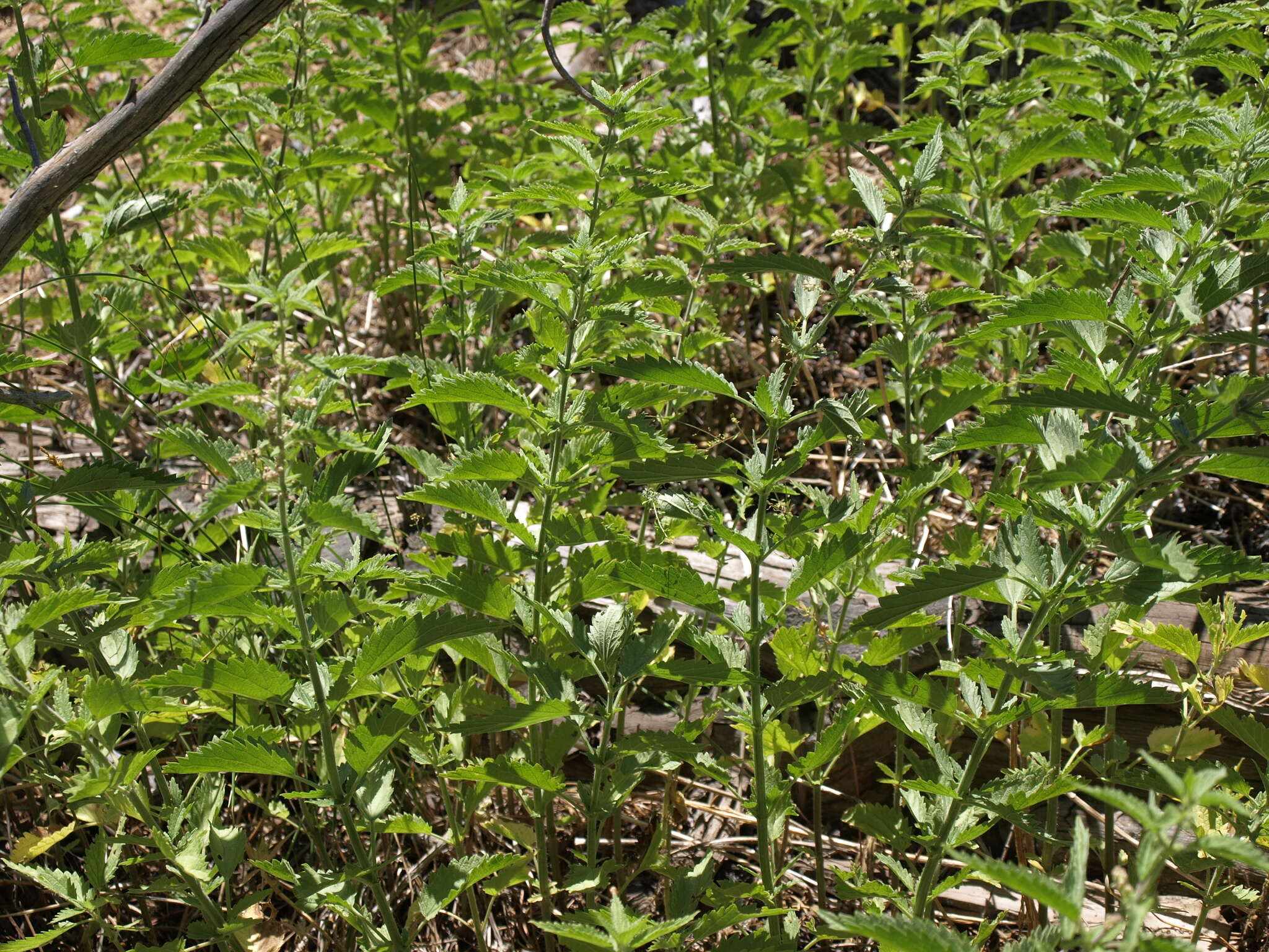 Image of stinging nettle