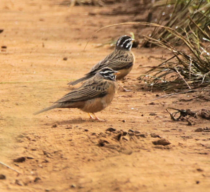 Image of Emberiza tahapisi tahapisi Smith & A 1836