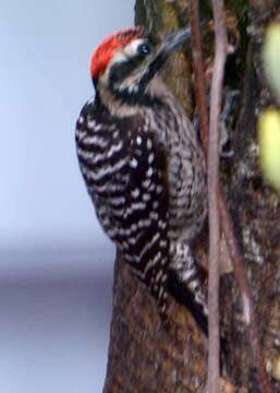 Image of Ladder-backed Woodpecker