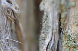 Image of needle lichen