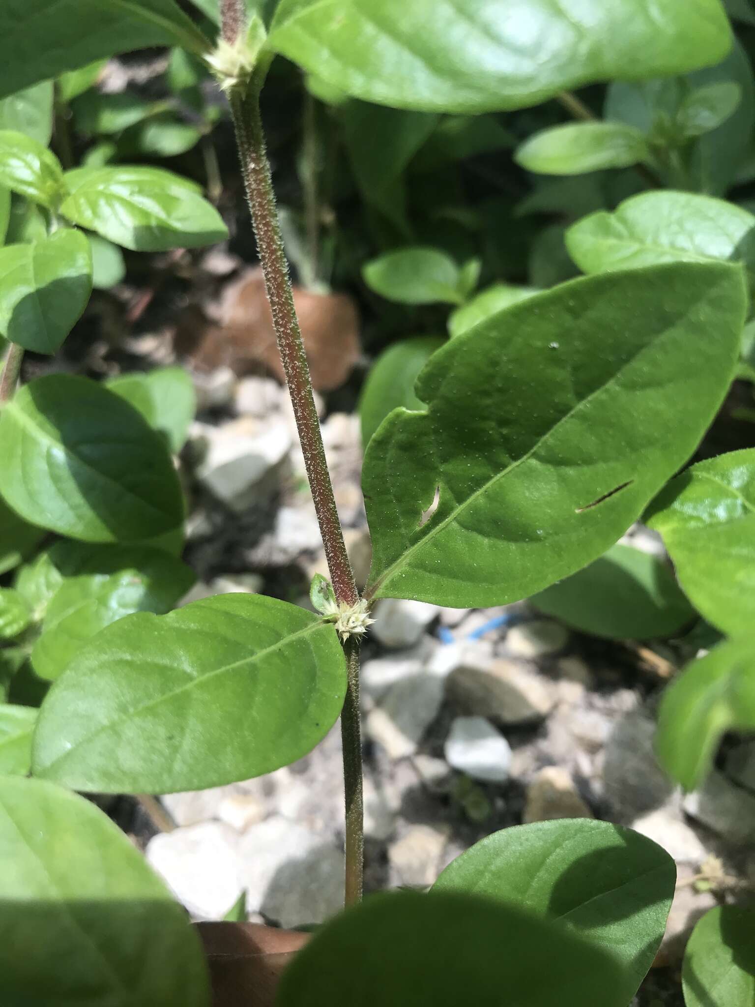 Imagem de Alternanthera halimifolia (Lam.) Standl. ex Pittier