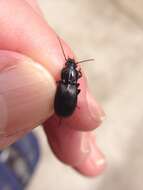 Image of Pterostichus (Hypherpes) algidus Le Conte 1853