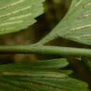 Image of Asplenium listeri C. Chr.