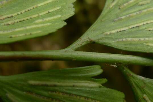 Image of Asplenium listeri C. Chr.