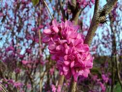 Imagem de Cercis chinensis Bunge