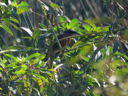 Image of Black-and-rufous Warbling Finch