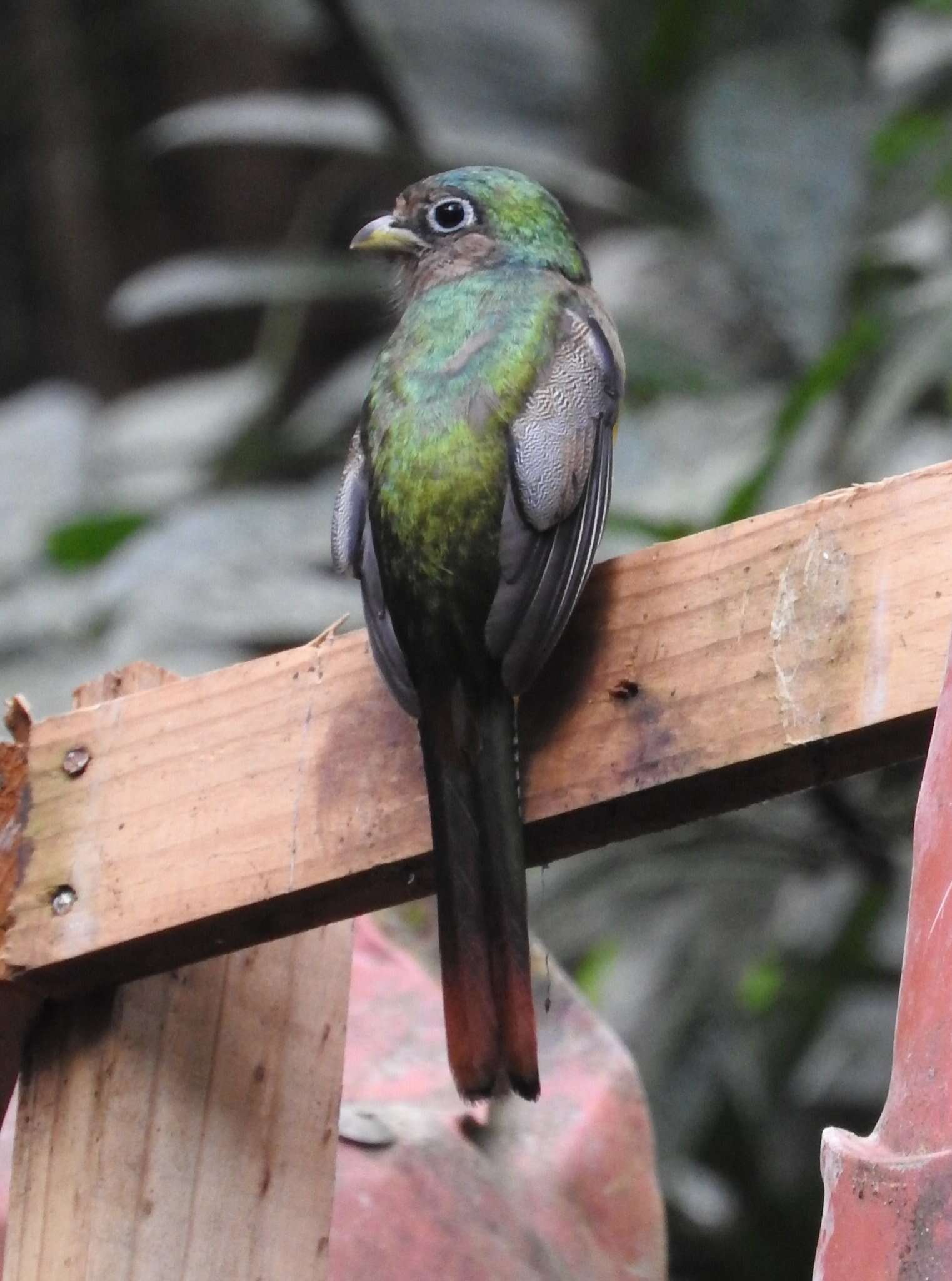 Image of Black-throated Trogon