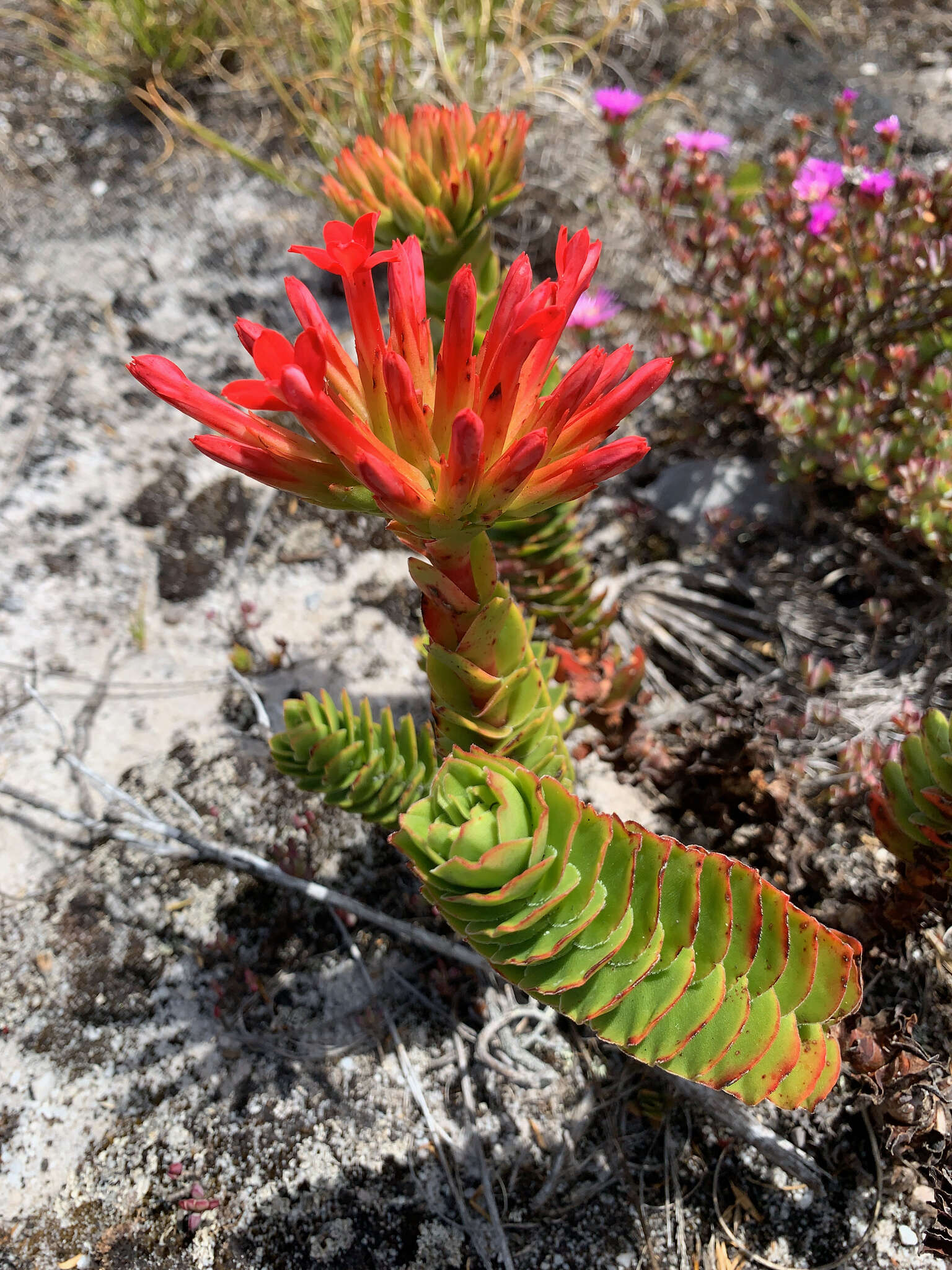 Image of Crassula coccinea L.