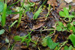 صورة Lithobates sierramadrensis (Taylor 1939)