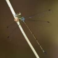 Слика од Lestes tenuatus Rambur 1842