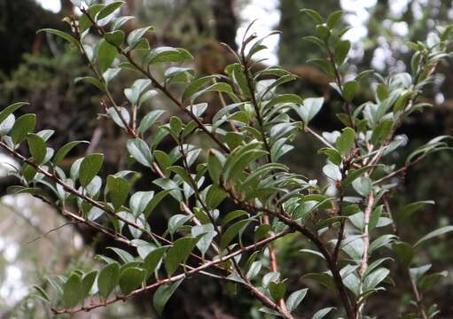 Image of Gaultheria insana (Molina) D. J. Middleton