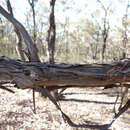 Image of Eucalyptus polyanthemos subsp. marginalis Rule