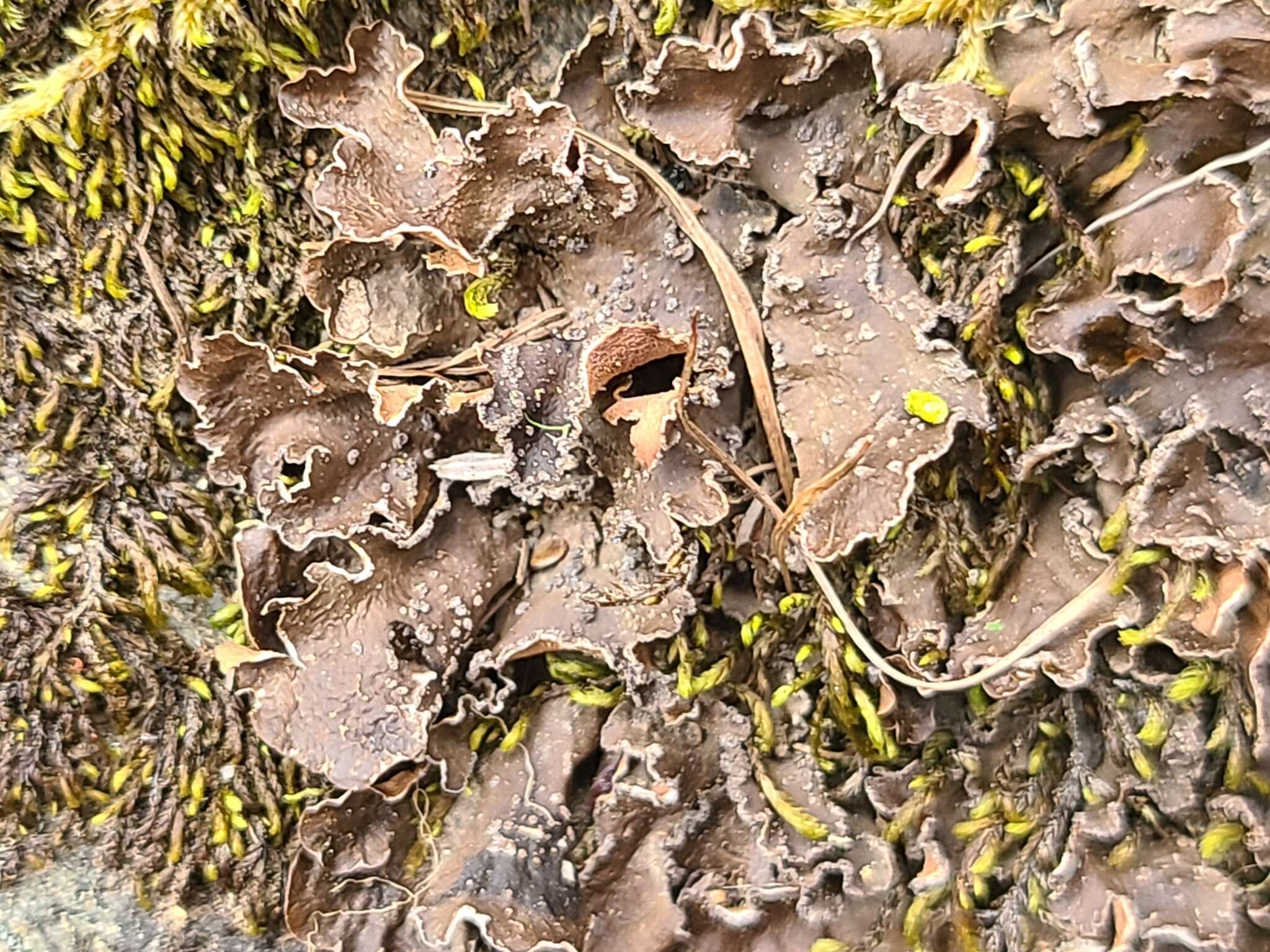 Image of Powdery kidney lichen