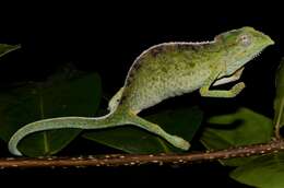 Image of Seychelles Tiger Chameleon