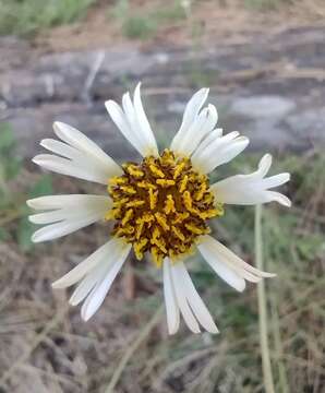 Image of Helenium radiatum (Less.) M. W. Bierner