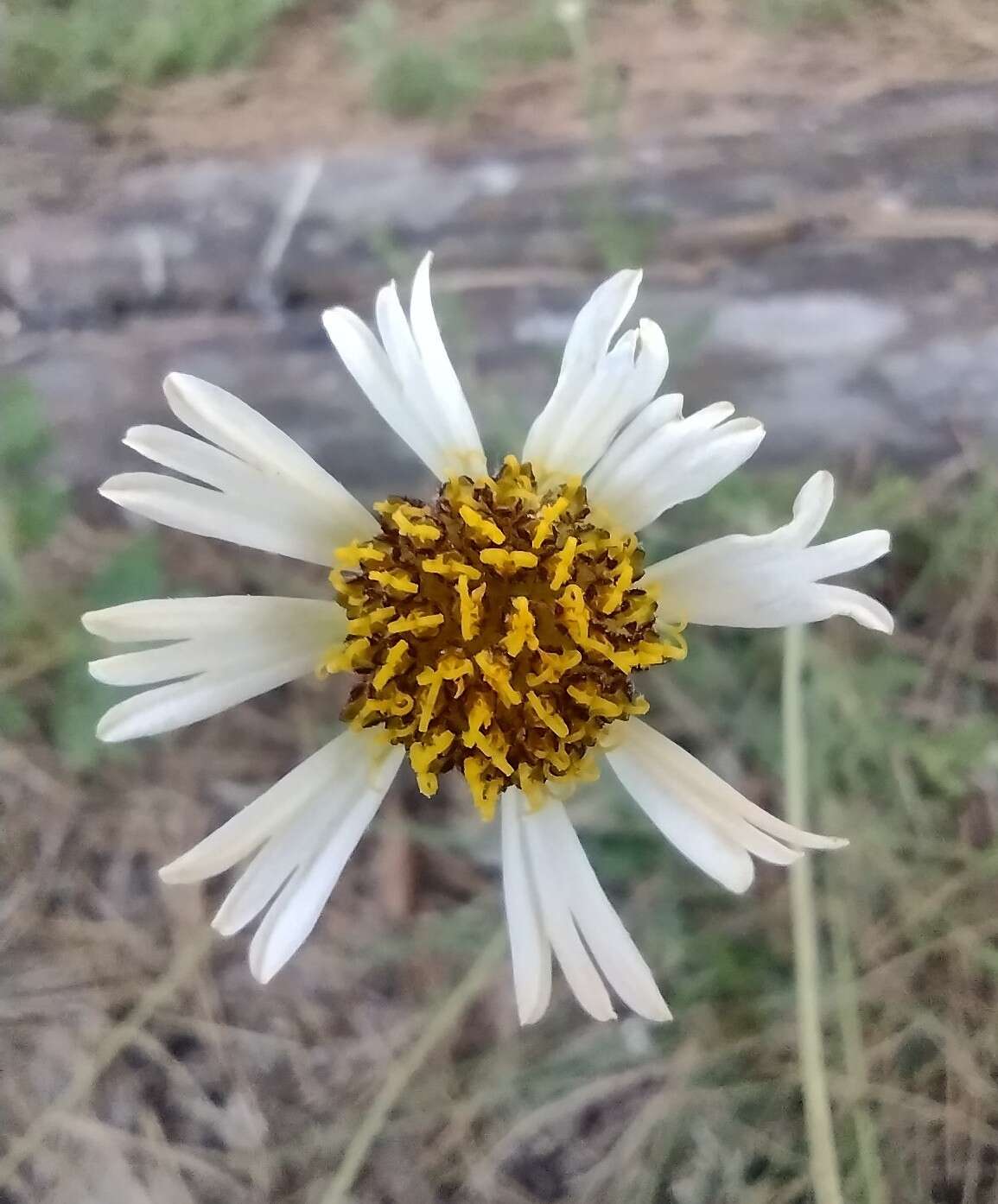 Image de Helenium radiatum (Less.) M. W. Bierner