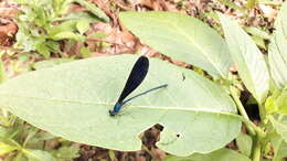 Image of Vestalis luctuosa (Burmeister 1839)