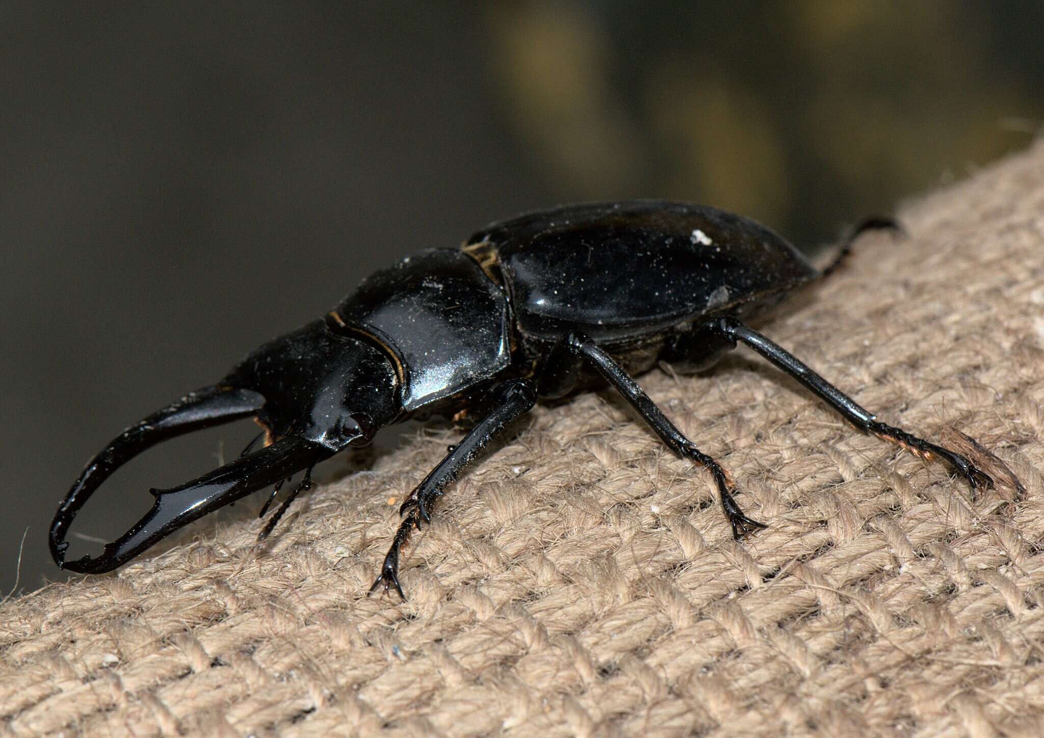 Image of Dorcus nepalensis (Hope 1831)