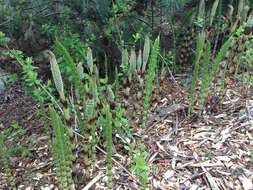 Image of giant horsetail