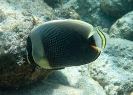 Image of Black Butterflyfish