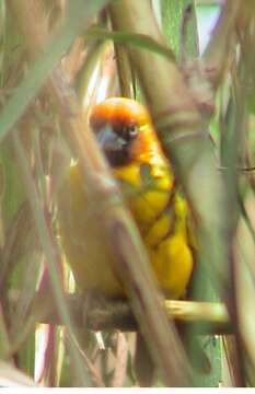 Image of Northern Brown-throated Weaver