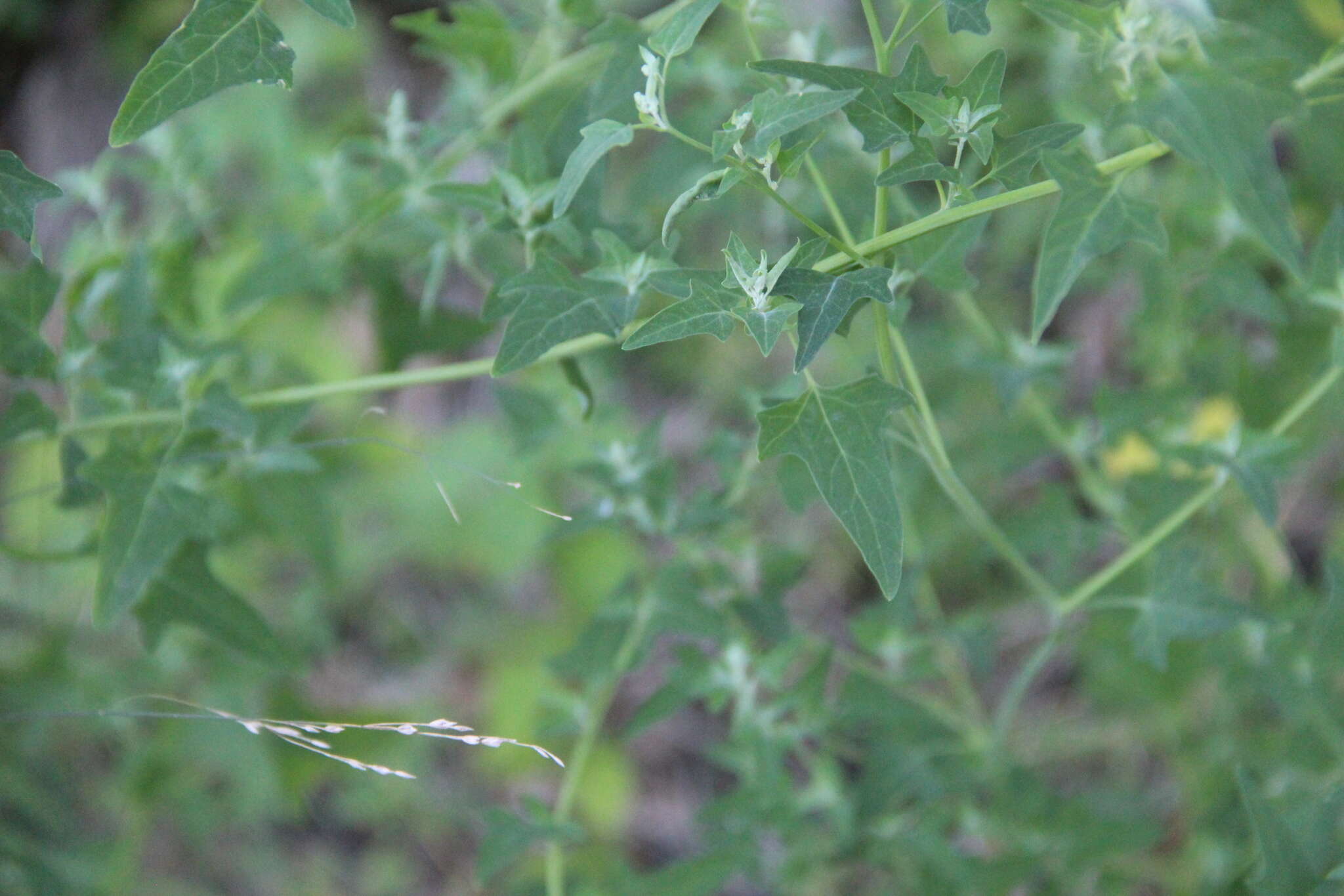 Sivun Chenopodium bryoniifolium A. Bunge kuva