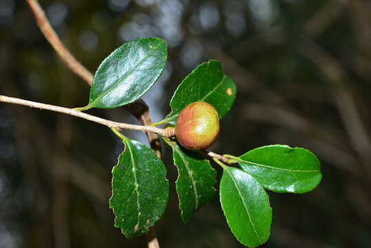 Image of Camellia brevistyla (Hayata) Cohen-Stuart