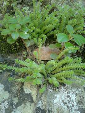 Image of Sedum greggii Hemsl.