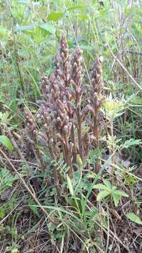 Image of Phelipanche purpurea (Jacq.) Soják