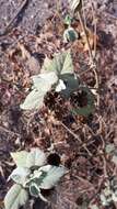 Слика од Abutilon abutiloides (Jacq.) Garcke