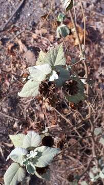 Слика од Abutilon abutiloides (Jacq.) Garcke