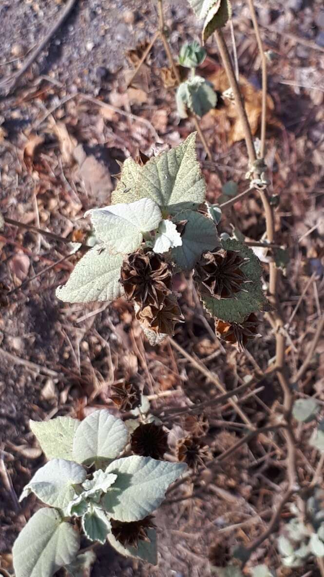 Слика од Abutilon abutiloides (Jacq.) Garcke