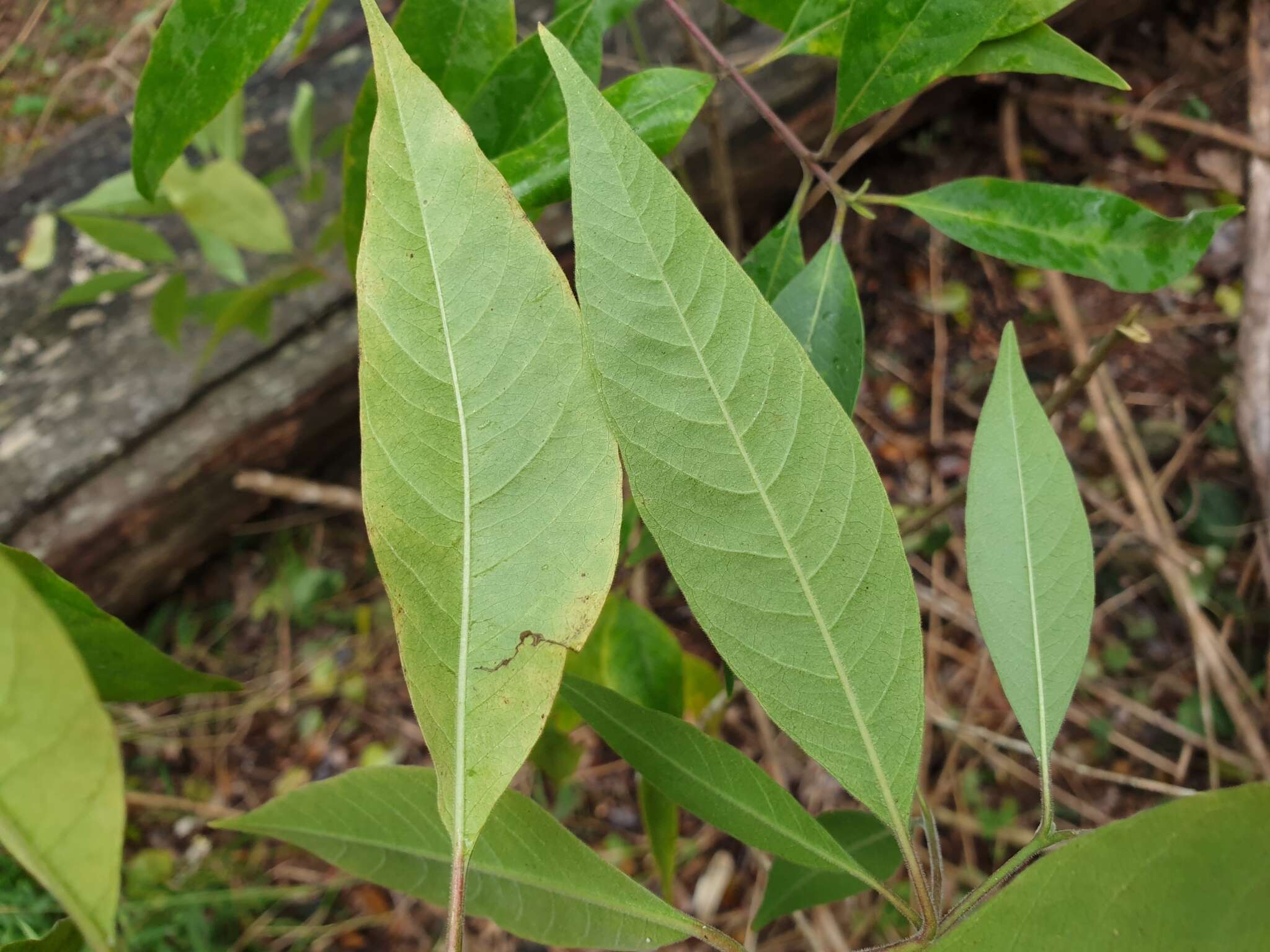 澳洲鷄骨常山的圖片