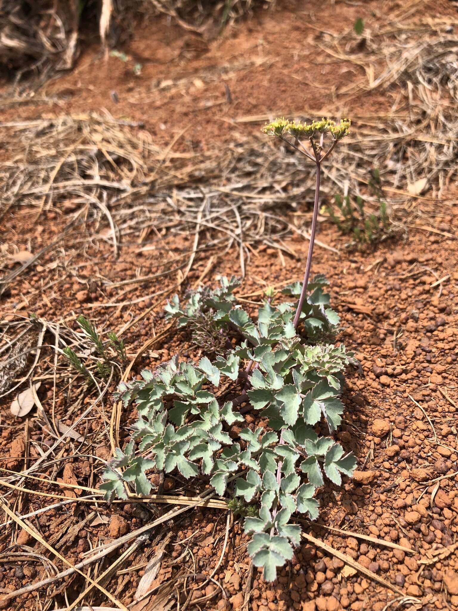 Слика од Lomatium howellii (S. Wats.) Jepson