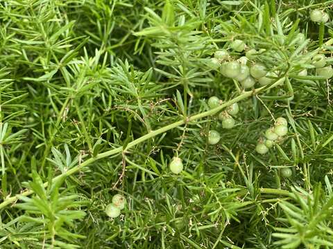 Image of Cwebe asparagus fern