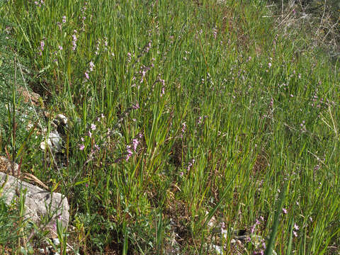 Image of Silene secundiflora Otth