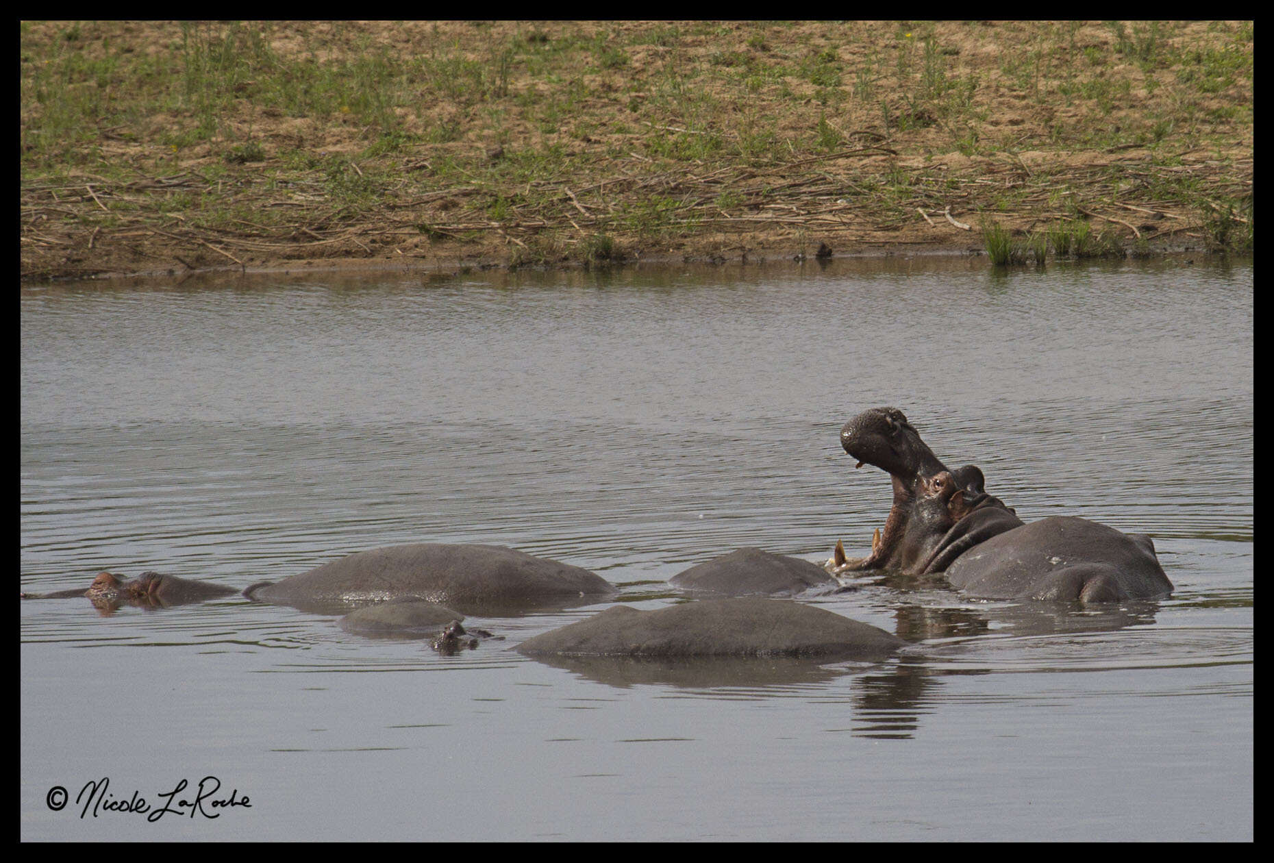 Image of Common Hippopotamus