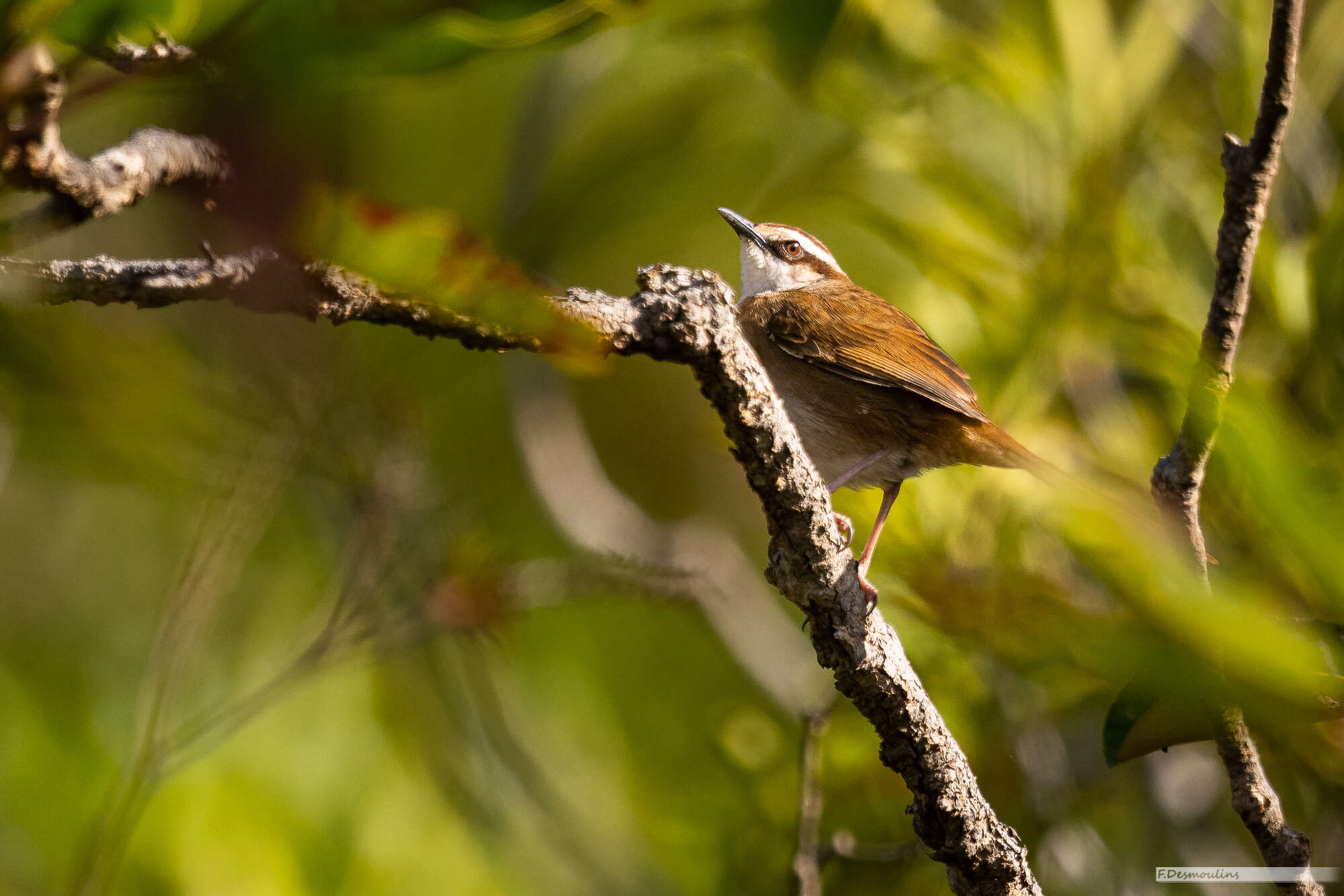 Cincloramphus mariae (Verreaux & J 1869) resmi