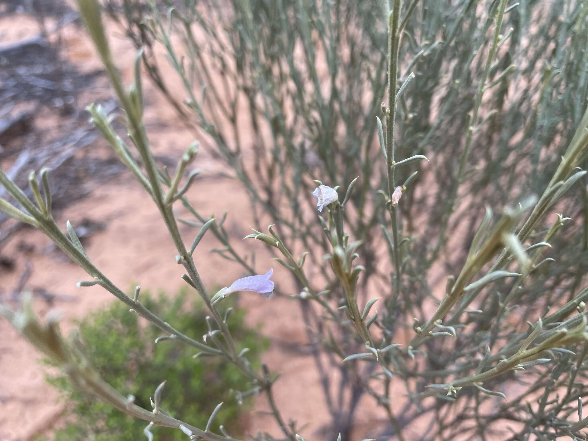 صورة Eremophila scoparia (R. Br.) F. Muell.