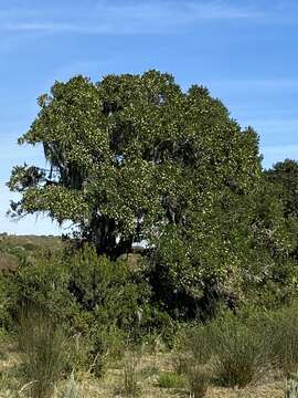 Plancia ëd Olea capensis L.