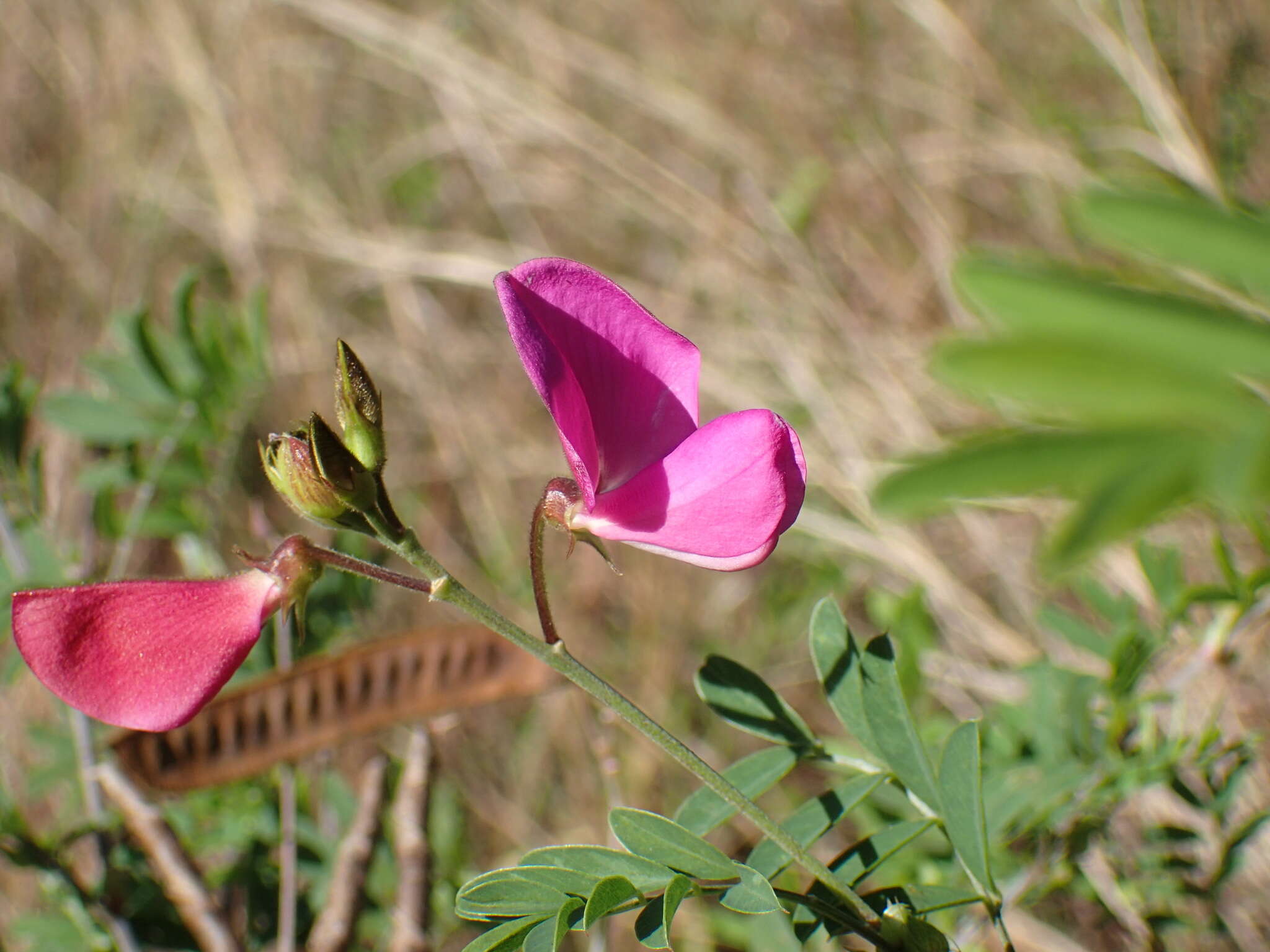 Tephrosia shiluwanensis Schinz的圖片