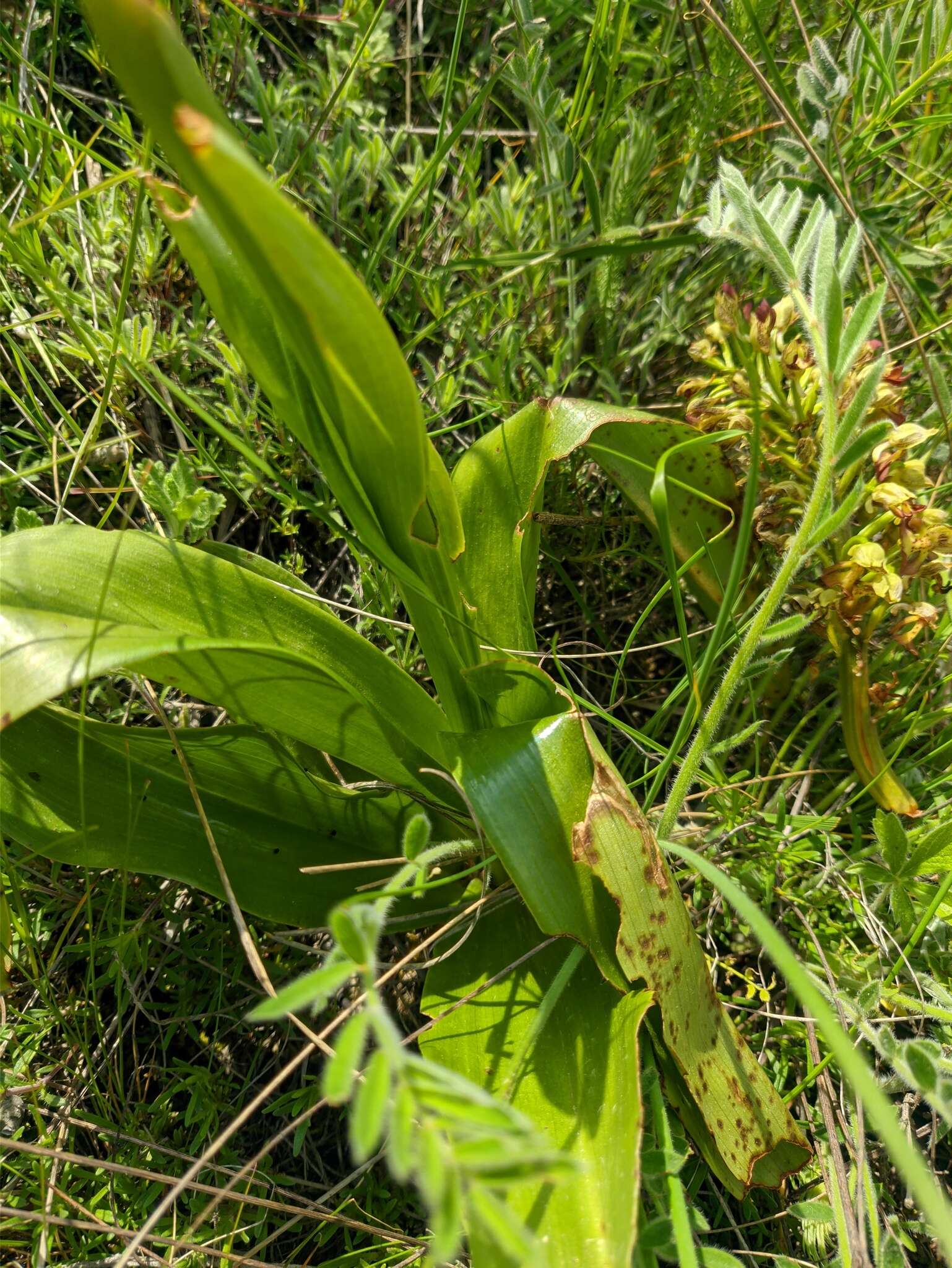 Image of Orchis wulffiana Soó