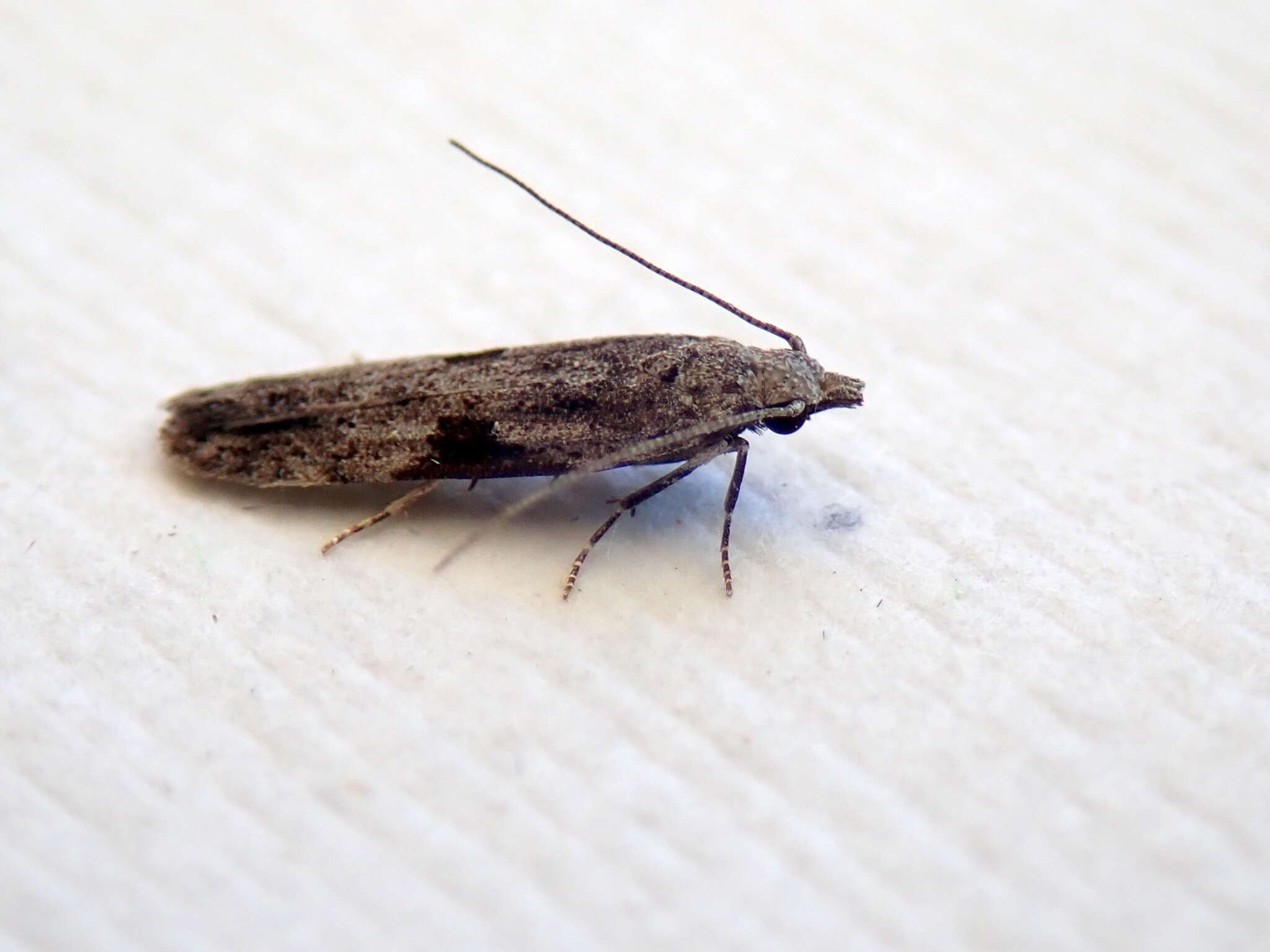 Image of Anarsia molybdota Meyrick 1904