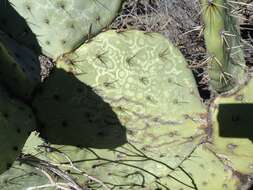 Plancia ëd Opuntia chlorotic ringspot virus
