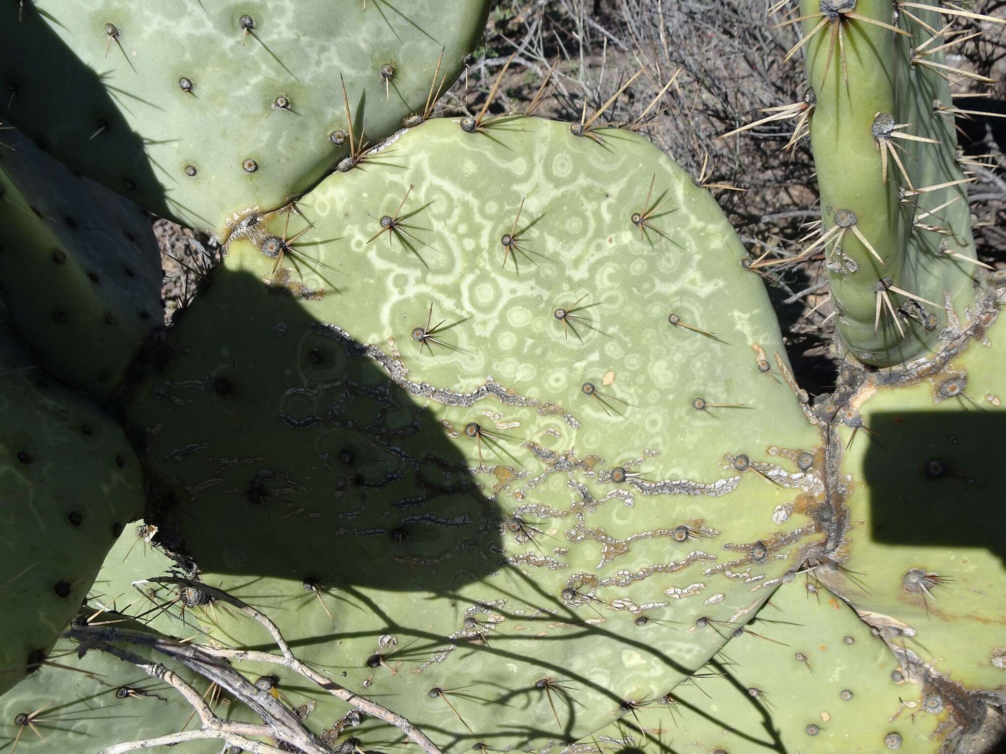 Image of Opuntia chlorotic ringspot virus