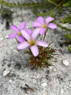 Image de Thecaphora capensis Roets & Dreyer 2008