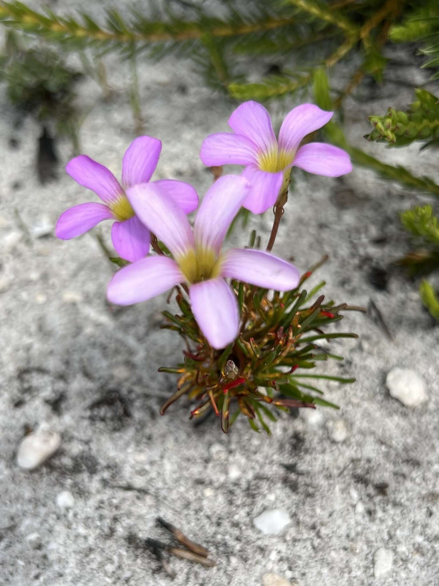 Image of Thecaphora capensis Roets & Dreyer 2008